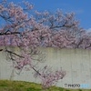 KOHIGANZAKURA