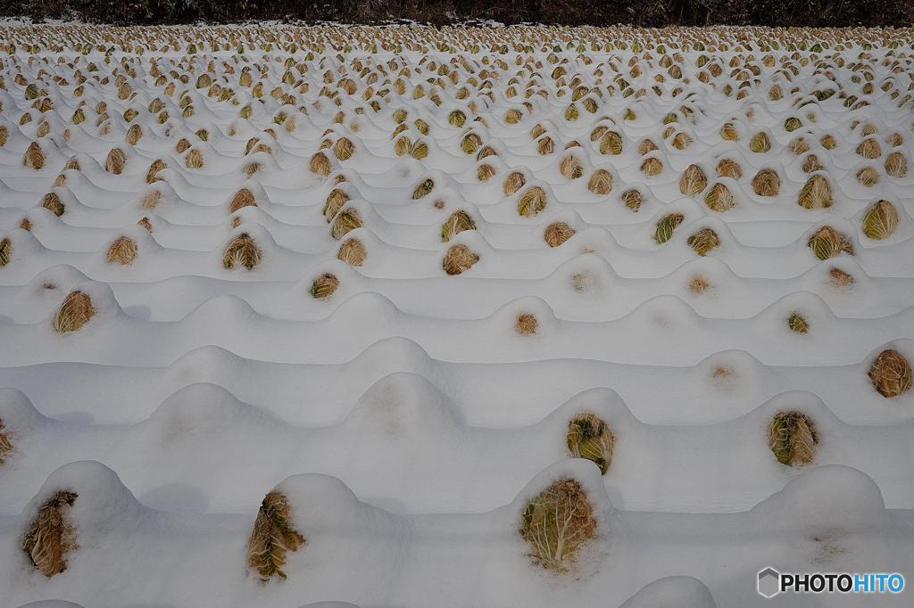 綿帽子ー撮り直しー