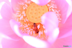 蜂