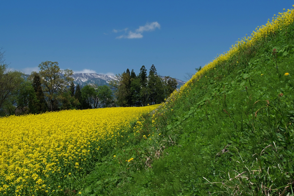 黄色い丘