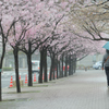 小雨の歩道