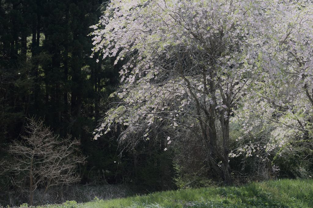 路傍の華