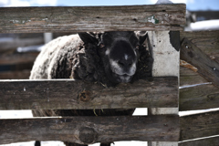 山羊系の瞳はフォーカルプレーンシャッターの説明に使える