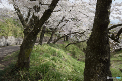 桜坂