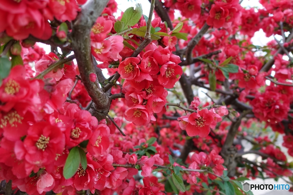 5016　亨くんちのボケ