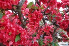 5016　亨くんちのボケ