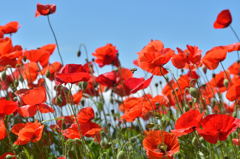 ポピー