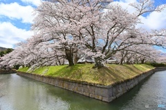 角の桜（corner）