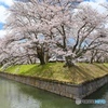 角の桜（corner）