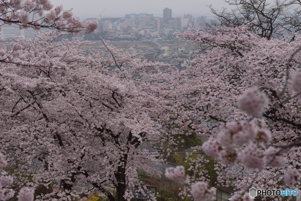 桜気楼