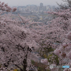 桜気楼