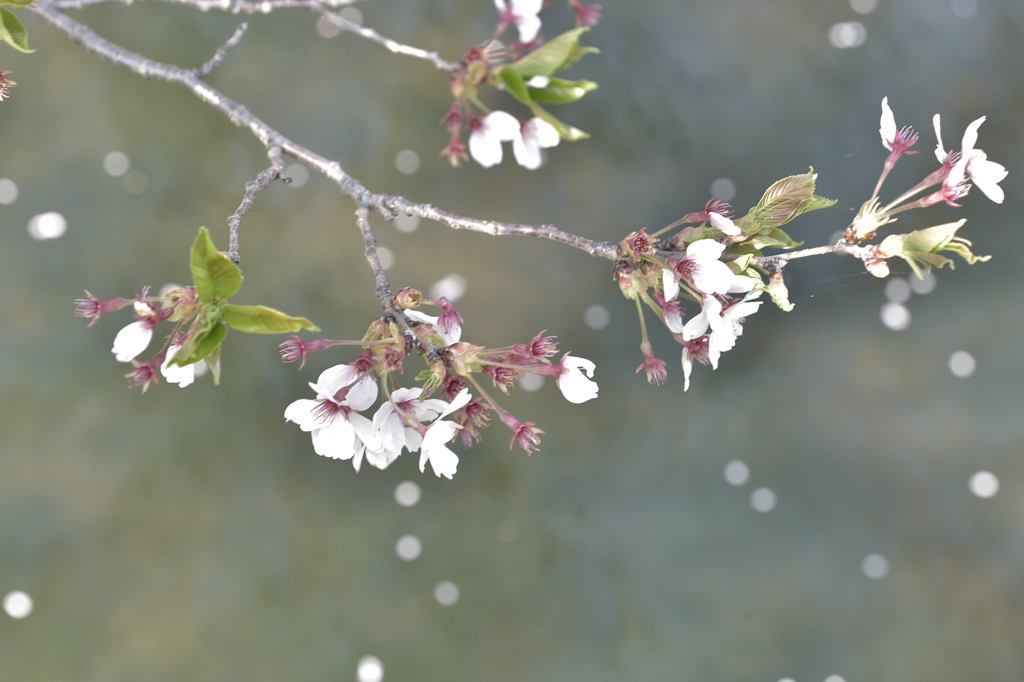 散る桜