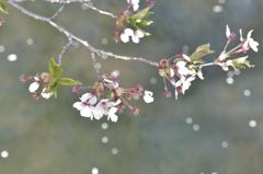 散る桜