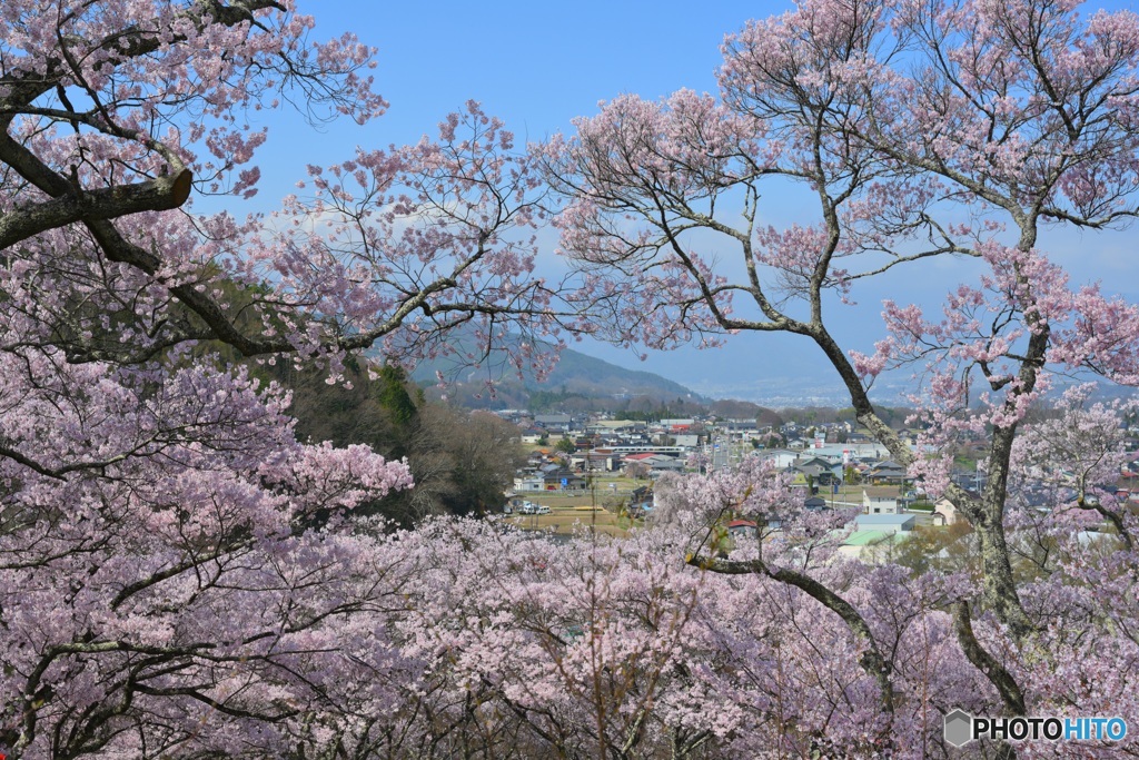 春　高遠