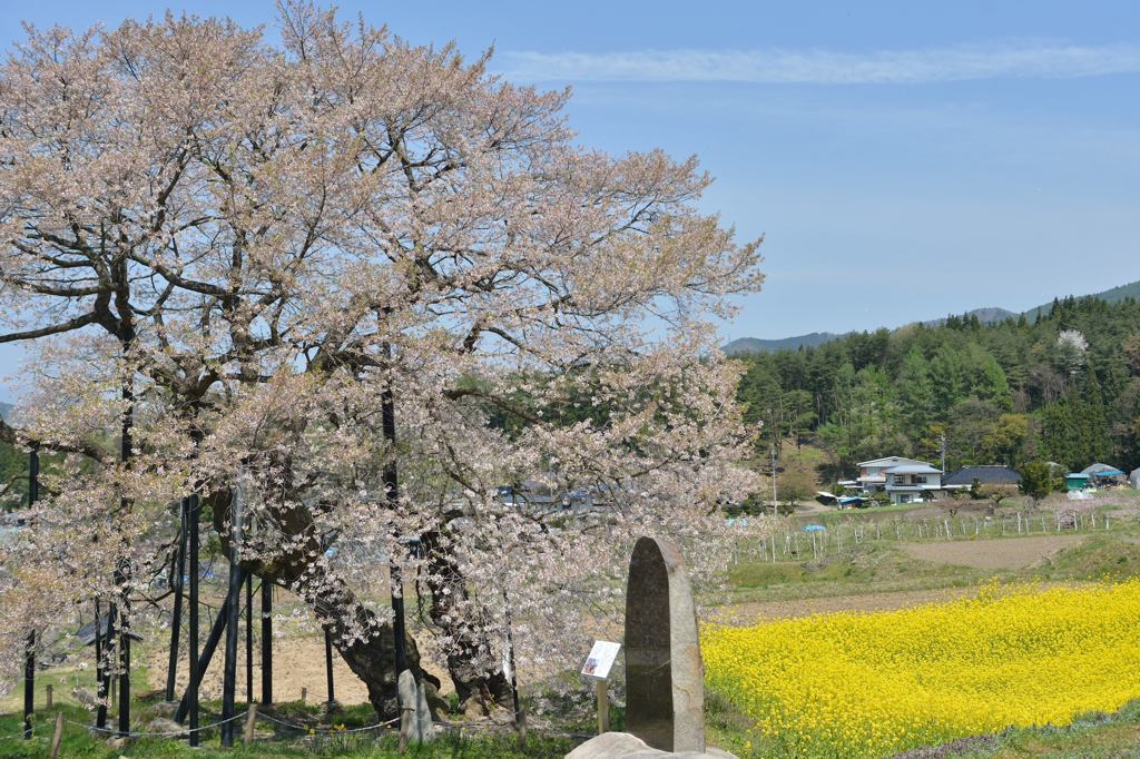 黒部エドヒガン