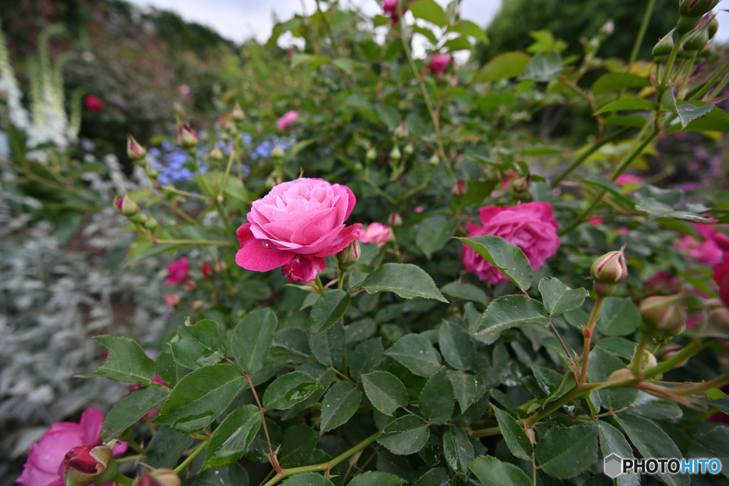 六月の薔薇