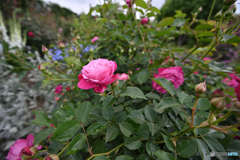 六月の薔薇
