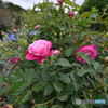 六月の薔薇