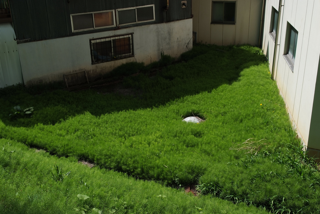 JAPAN　GREEN