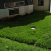 JAPAN　GREEN