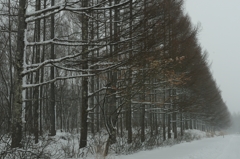 広い雪道