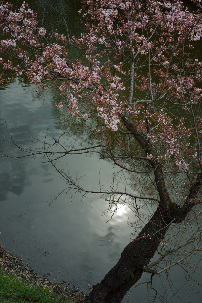 上田城千本桜　　老