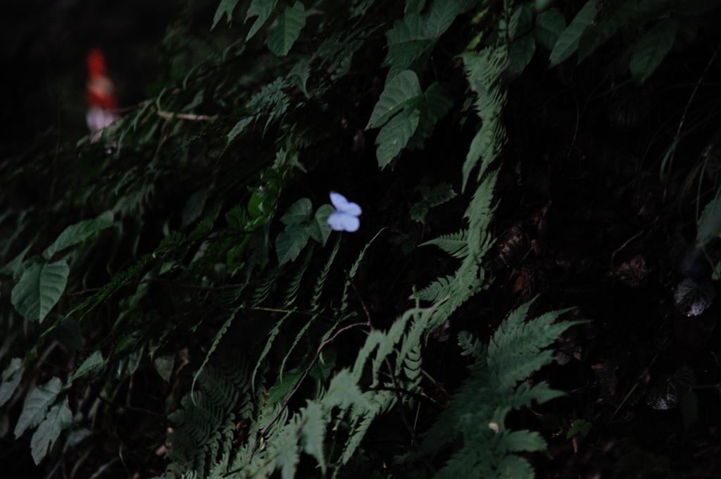 BUTTERFLY　IN　THE　DARK