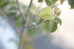 速贄（はやにえ）