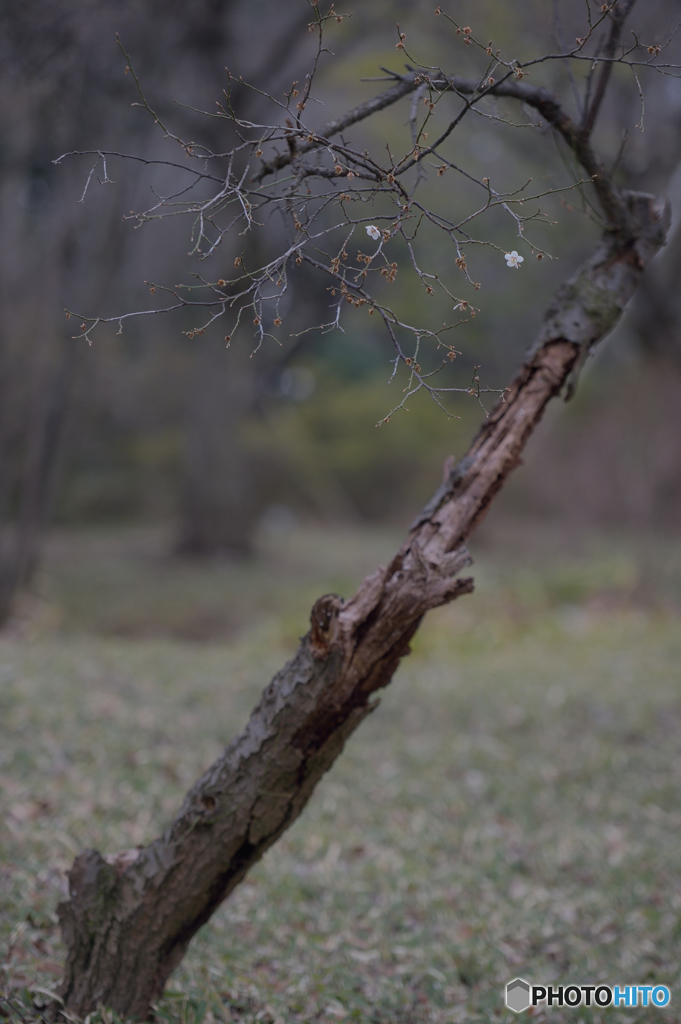 枯れてから・・・