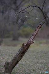 枯れてから・・・