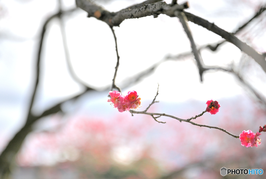 紅梅