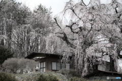 幽玄　咲き分けの桜