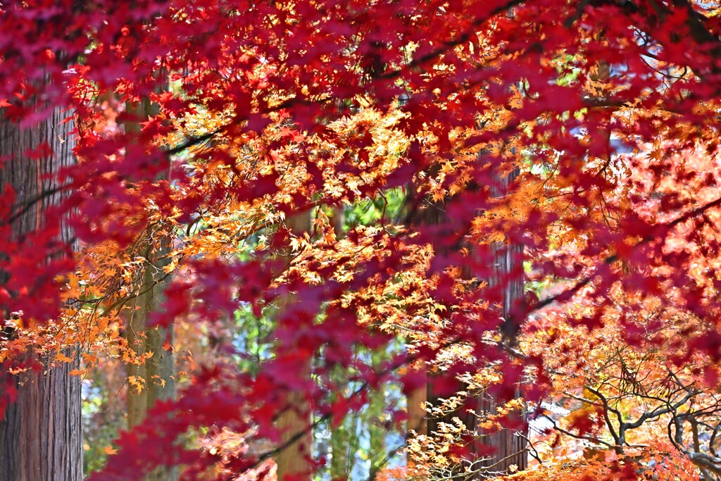 長野　清水寺