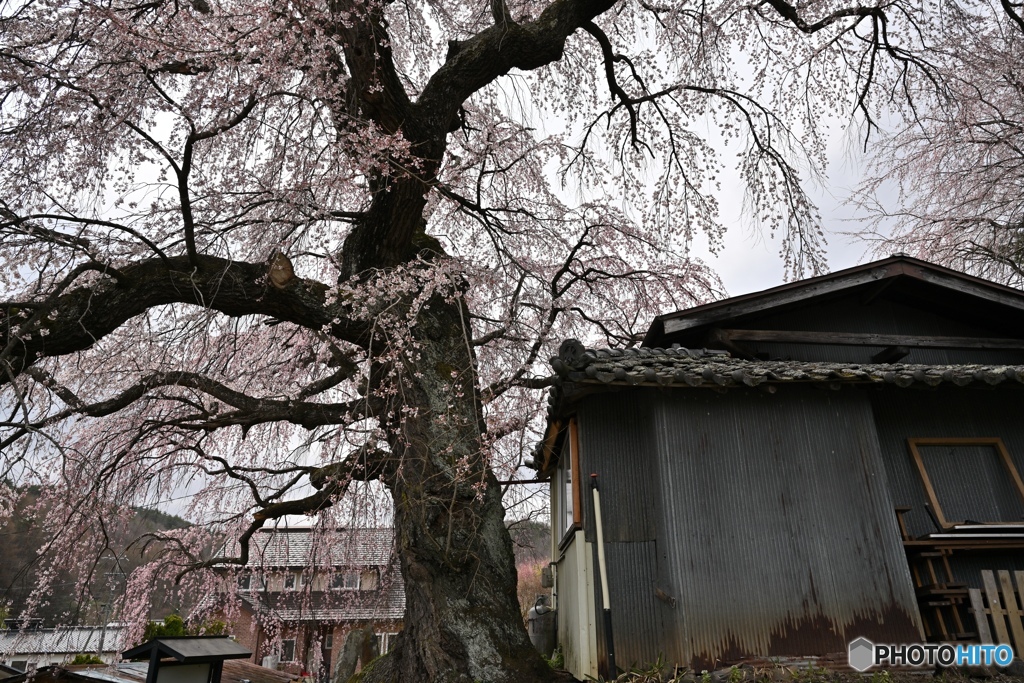 悠久　咲き分けの桜