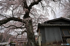 悠久　咲き分けの桜