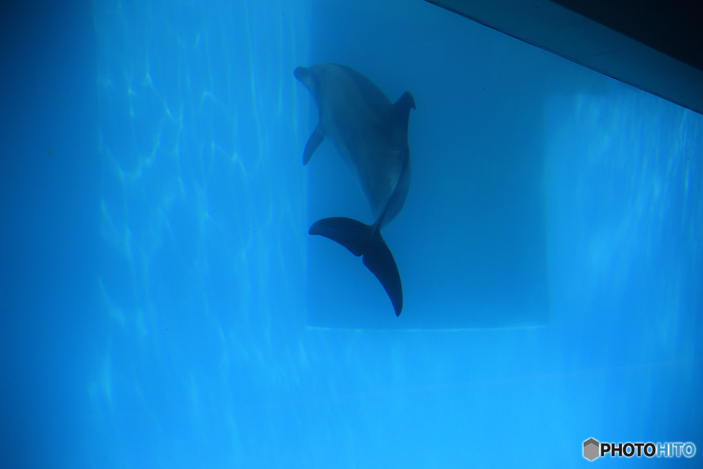 Dolphin　Blue