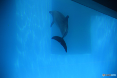 Dolphin　Blue