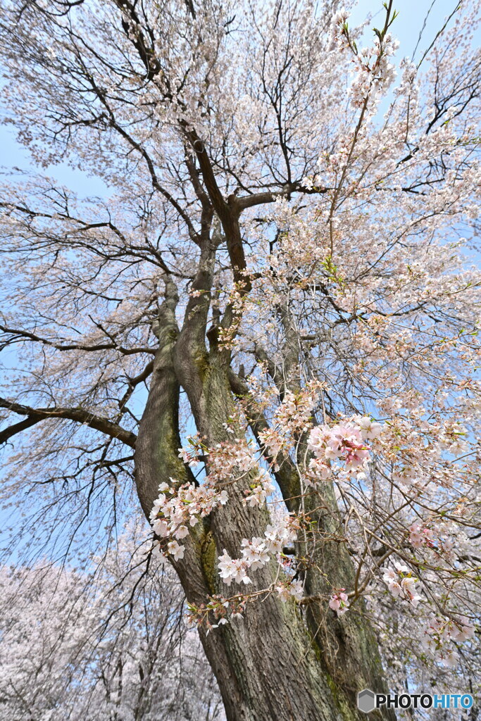 枝垂桜