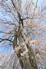 枝垂桜