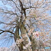 枝垂桜
