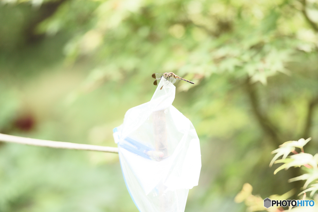 蕎麦屋のトンボ