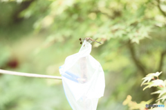 蕎麦屋のトンボ