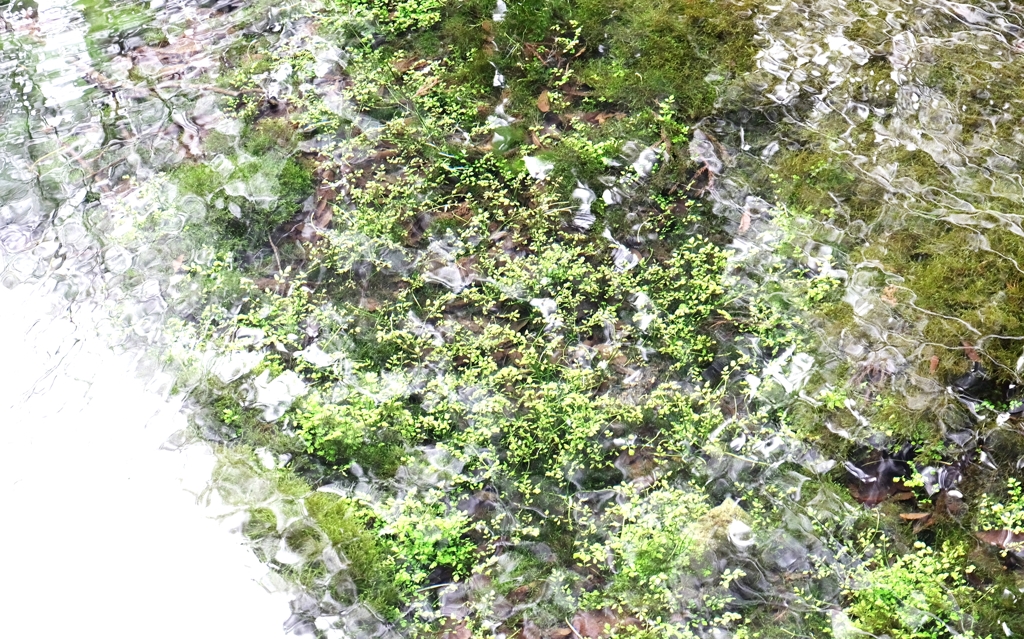 泉