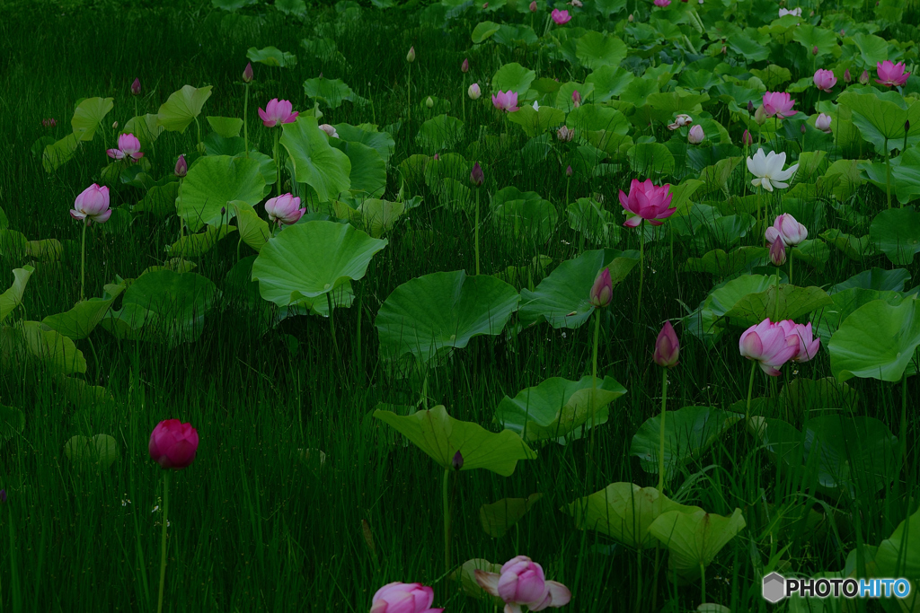 5384　THE　LEGEND　OF　LOTUS