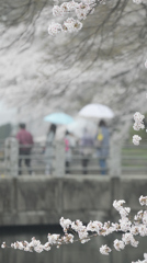 UMBRELLA