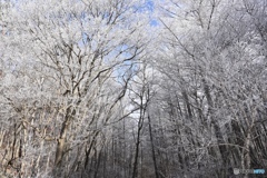 樹氷の森