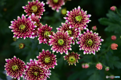 菊
