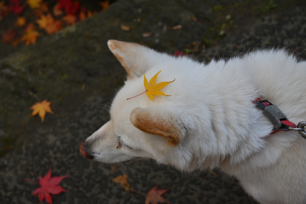 紅葉狩り