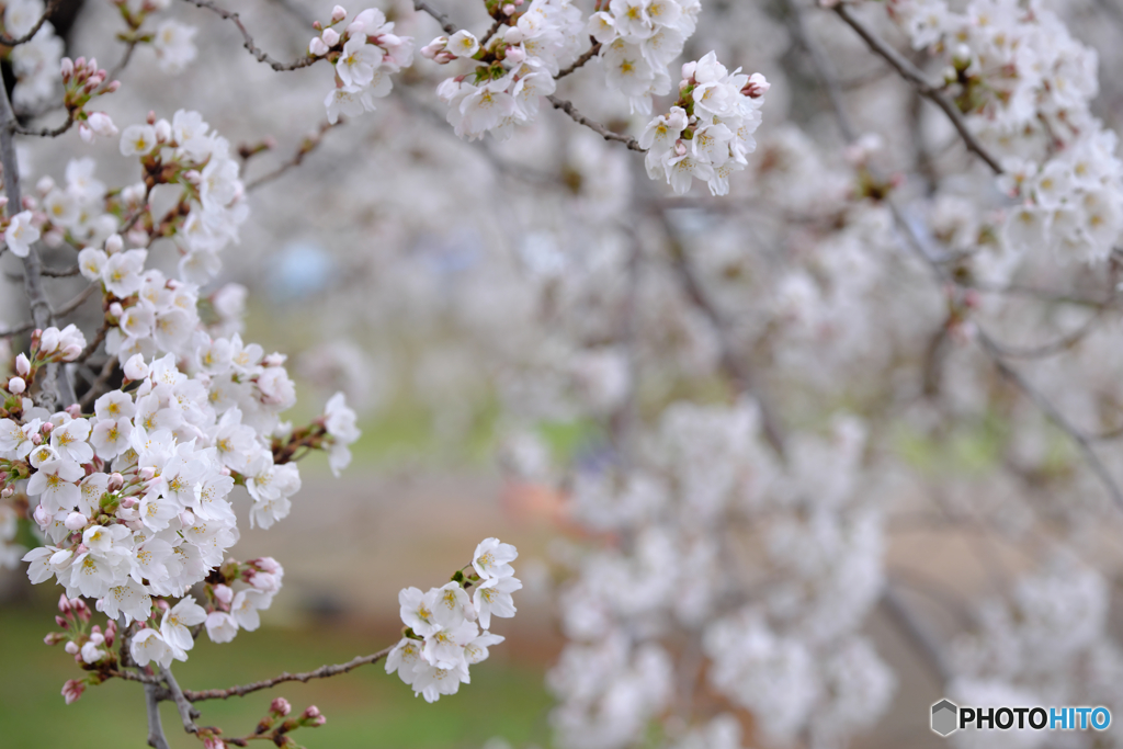 桜
