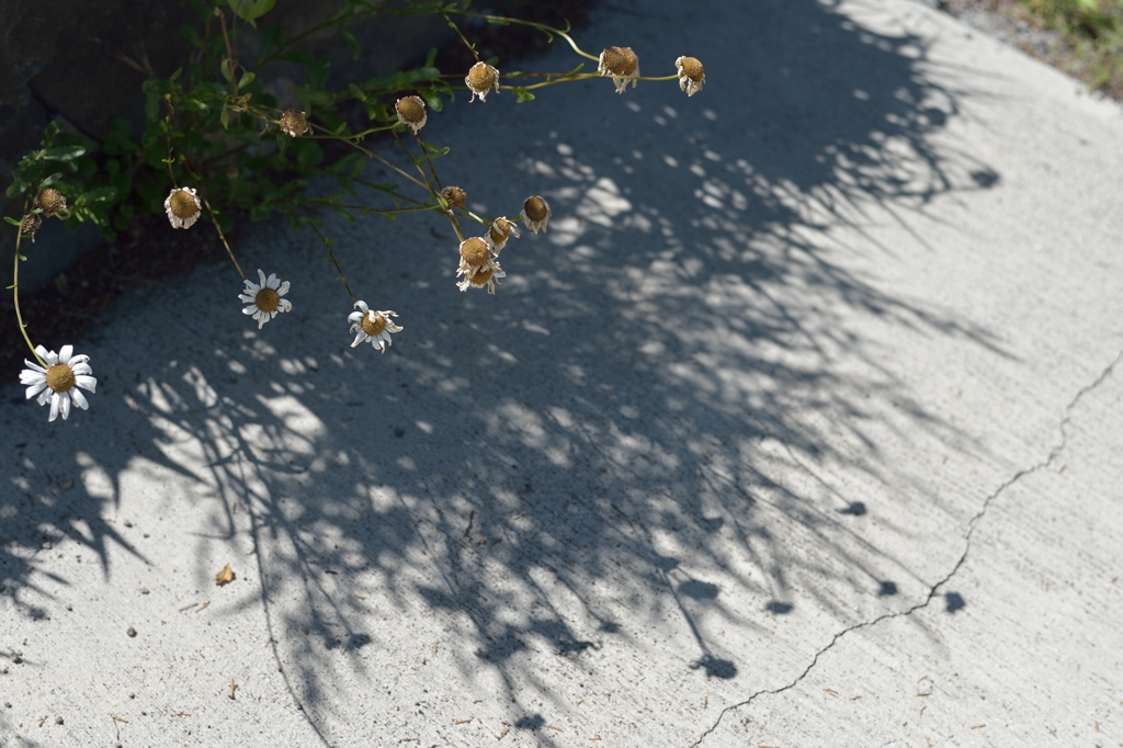 SHADOW